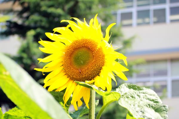 発達科学部のひまわり