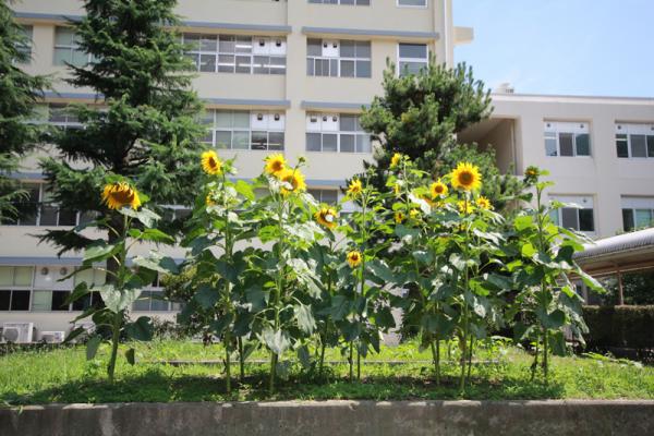 発達科学部のひまわり